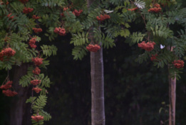 Sorbus aucupariaWilde lijsterbes bestellen